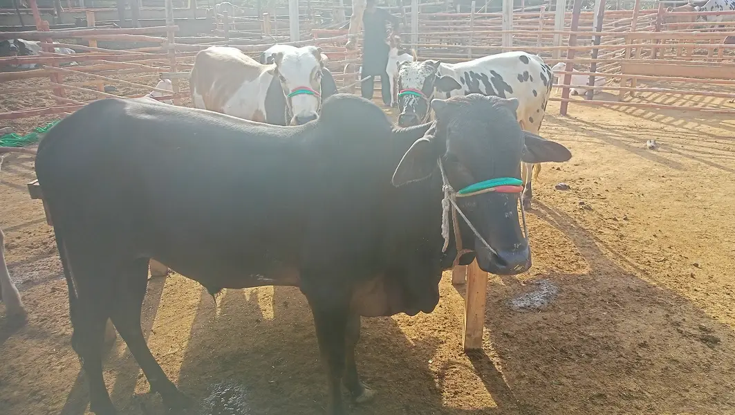 8 Bachrey For Sale Catto + Qurbani For Contact 03432555099 — photo 5