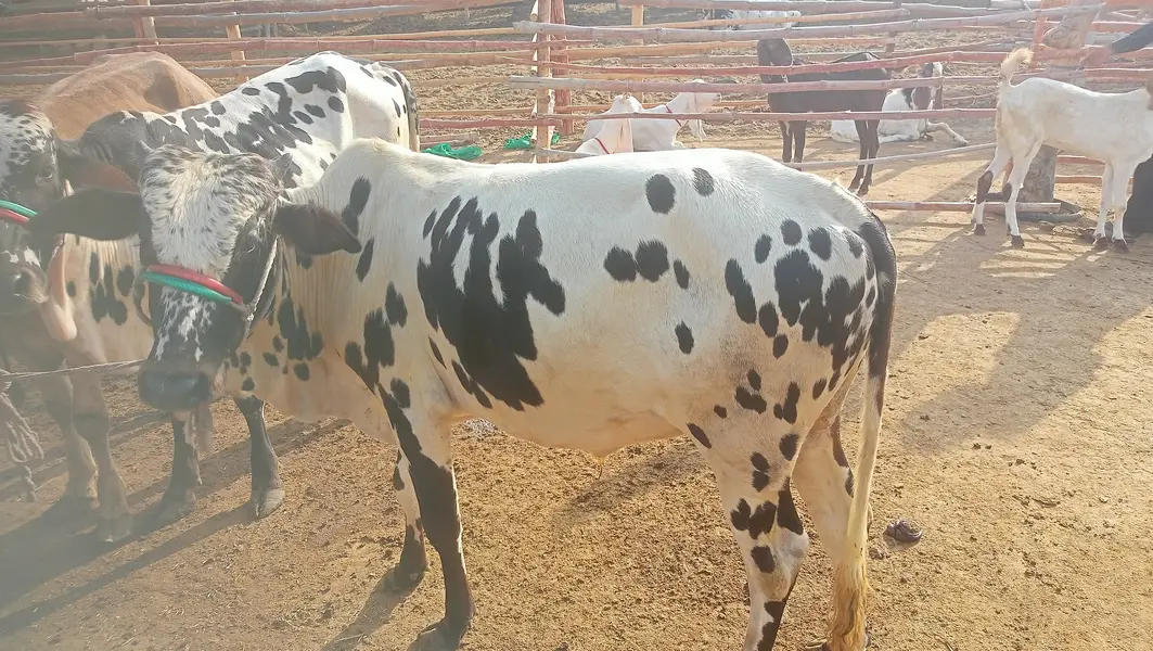 8 Bachrey For Sale Catto + Qurbani For Contact 03432555099 — photo 6