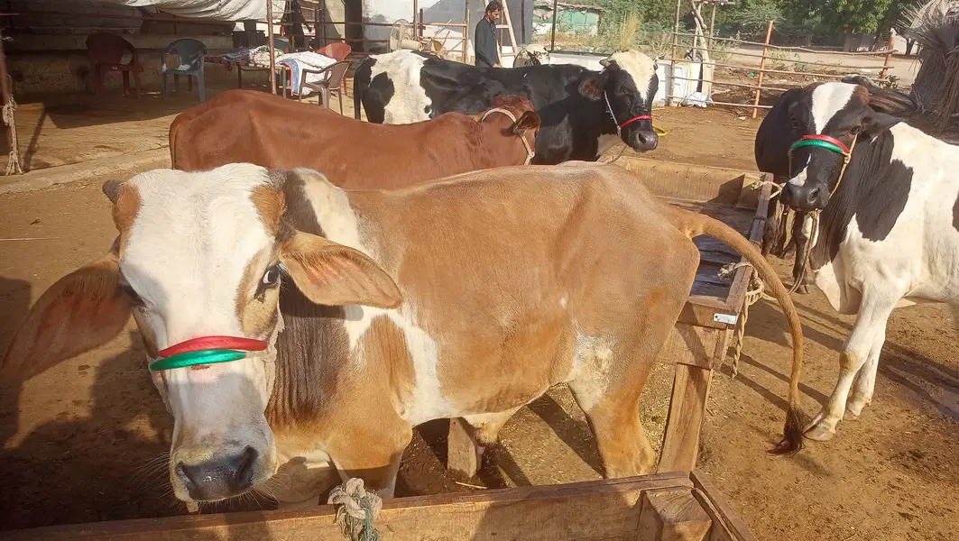 8 Bachrey For Sale Catto + Qurbani For Contact 03432555099 — photo 7