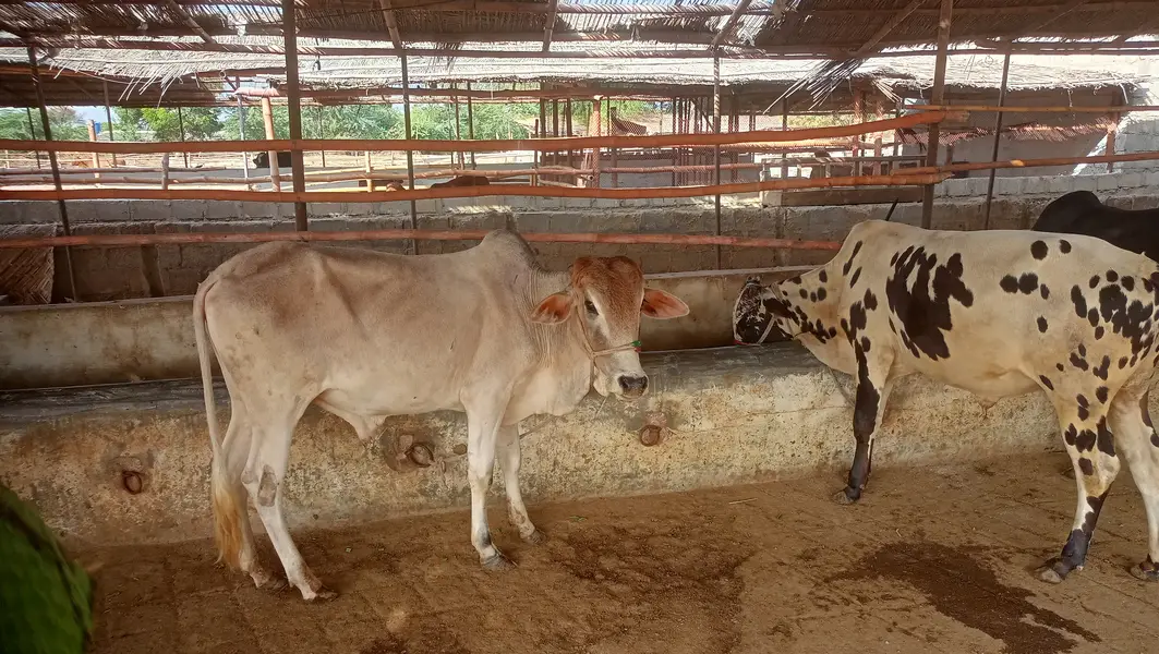 8 Bachrey For Sale Catto + Qurbani For Contact 03432555099 — photo 8