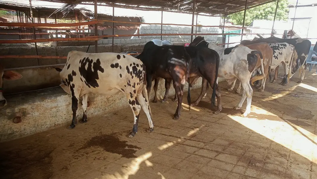 8 Bachrey For Sale Catto + Qurbani For Contact 03432555099 — photo 9