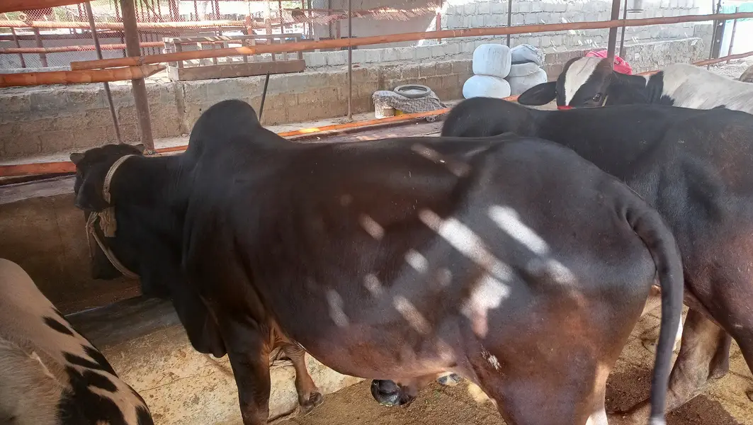 8 Bachrey For Sale Catto + Qurbani For Contact 03432555099 — photo 10