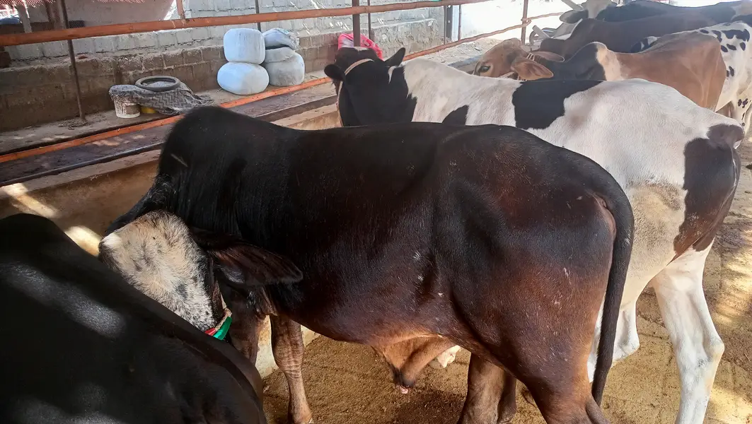 8 Bachrey For Sale Catto + Qurbani For Contact 03432555099 — photo 11