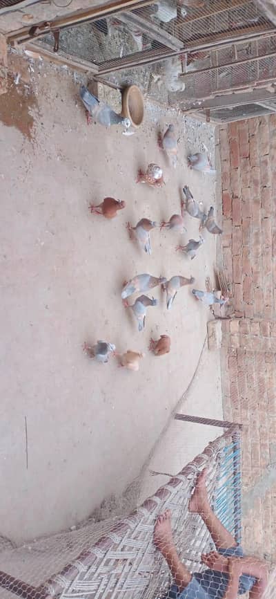 Lal band