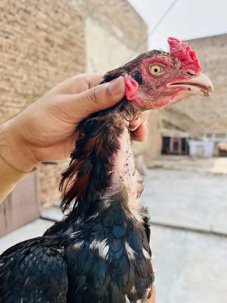 Aseel Murgha — photo 2
