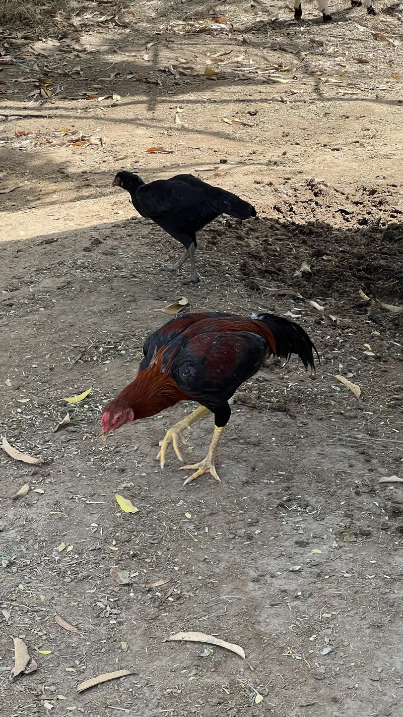 Murga and murgi — photo 2