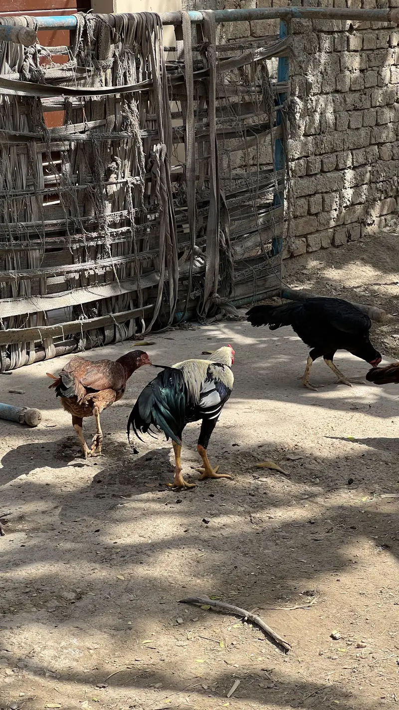 Murga and murgi — photo 4
