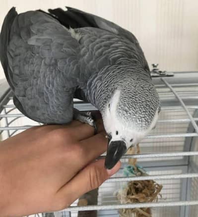 African grey parrot chicks for sale 0328%2972%534