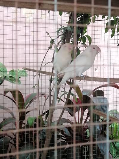LoveBirds