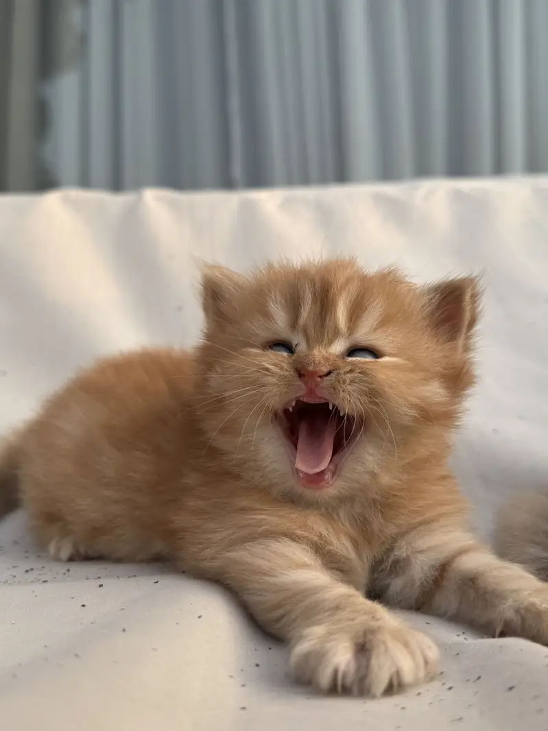 Tittle: Persian Kitten || Doll Face ||  Cute & Healthy — photo 9