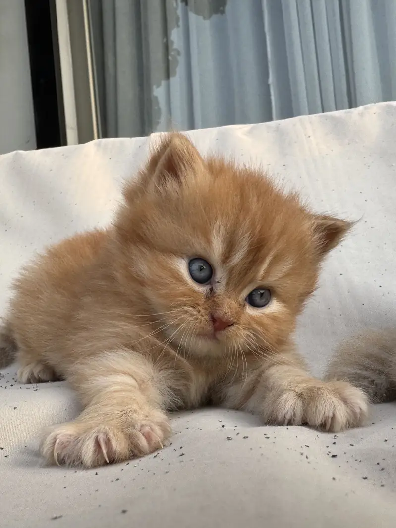 Tittle: Persian Kitten || Doll Face ||  Cute & Healthy — photo 10
