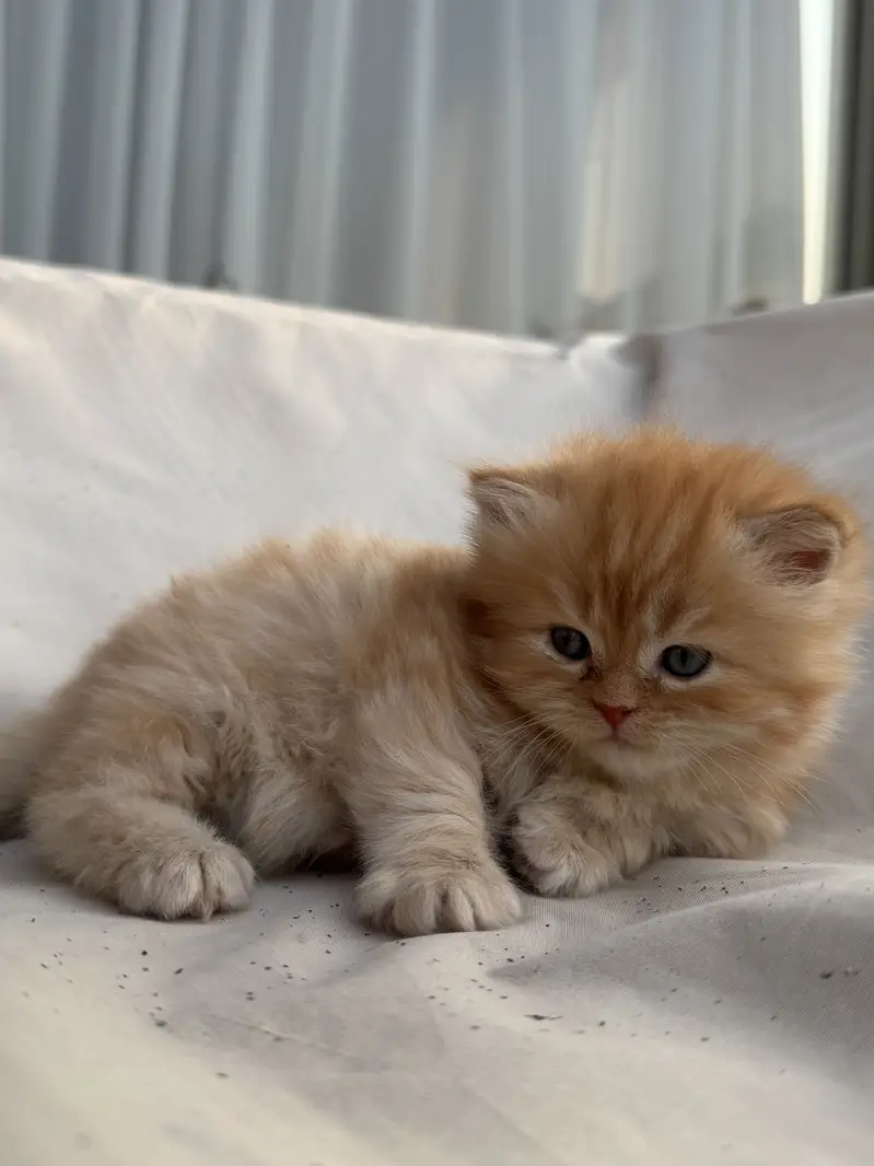 Tittle: Persian Kitten || Doll Face ||  Cute & Healthy — photo 11