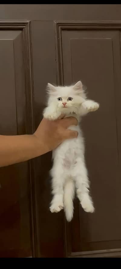 Persian Cat for sale - grey and white. Only Message