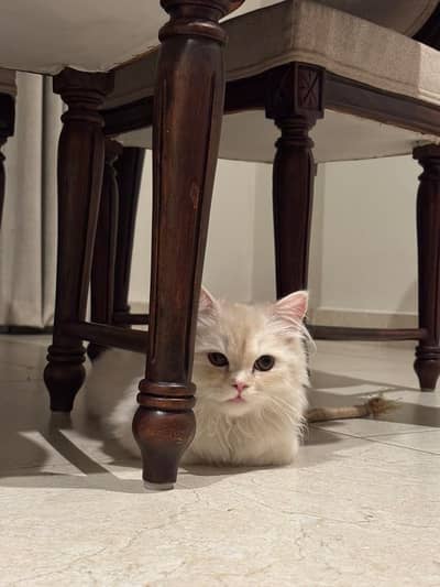 Persian Cat for Sale – 9-Year-Old Female