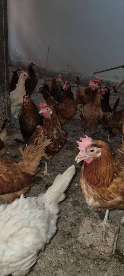 Dasi hens Available