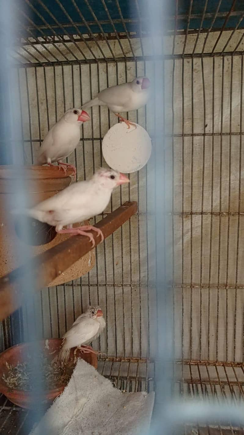 White java 4 Breeder pairs 2