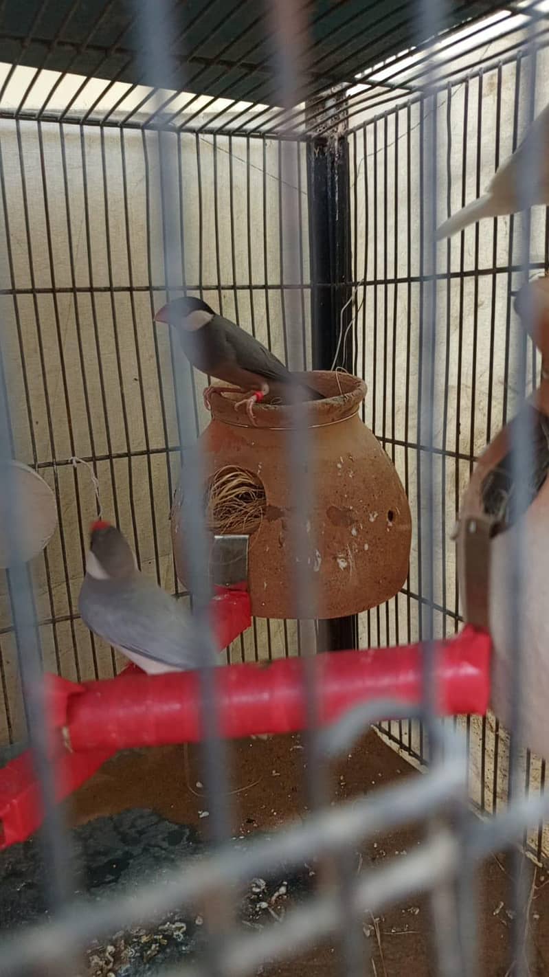 White java 4 Breeder pairs 3