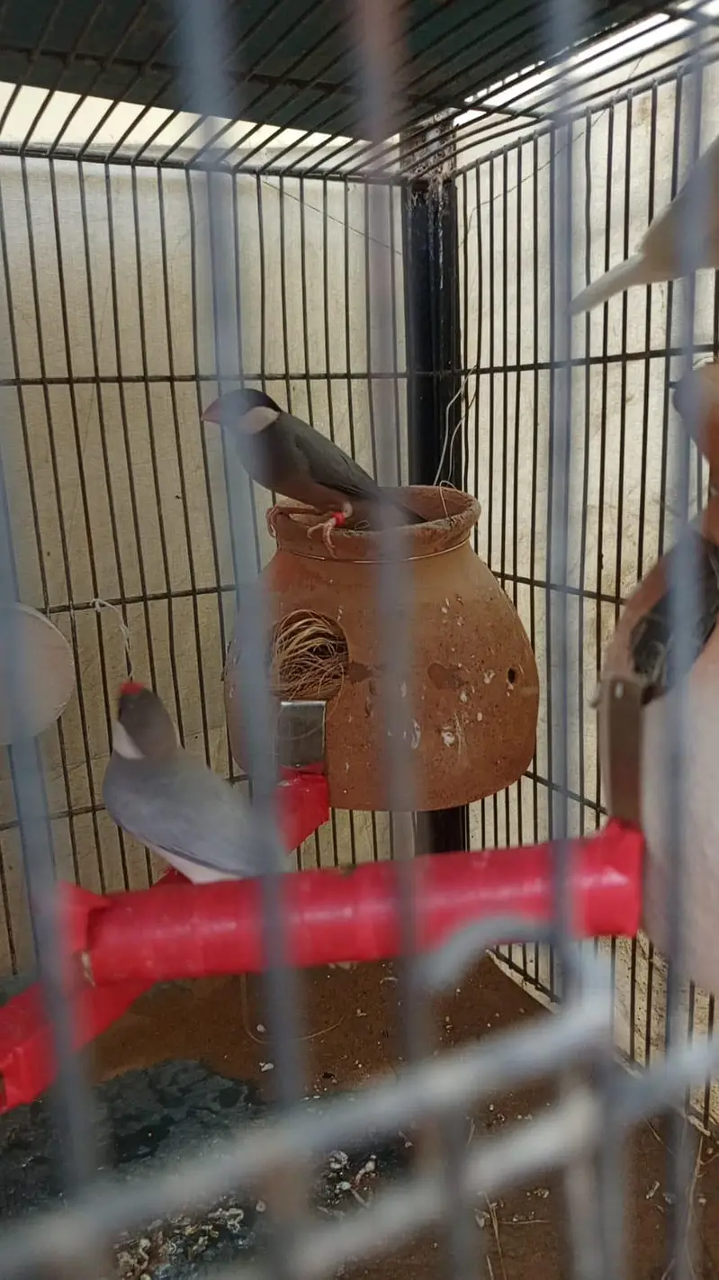 White java 4 Breeder pairs — photo 4