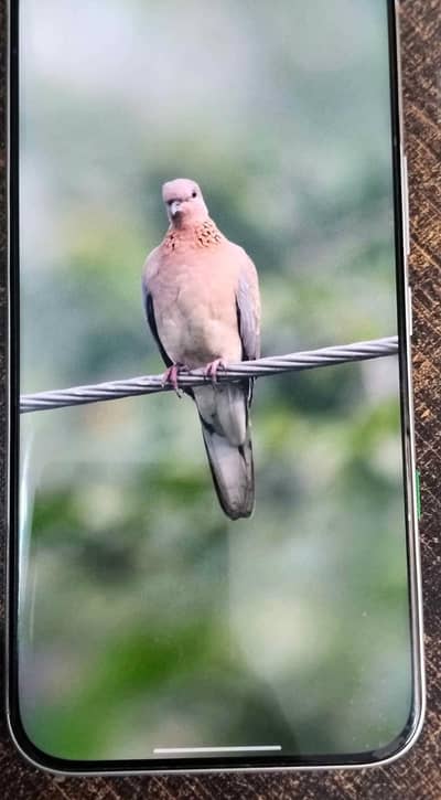 Infinix Other Model