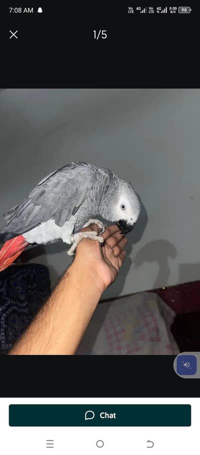 African Grey Parrot checks for sale0344%5146%577