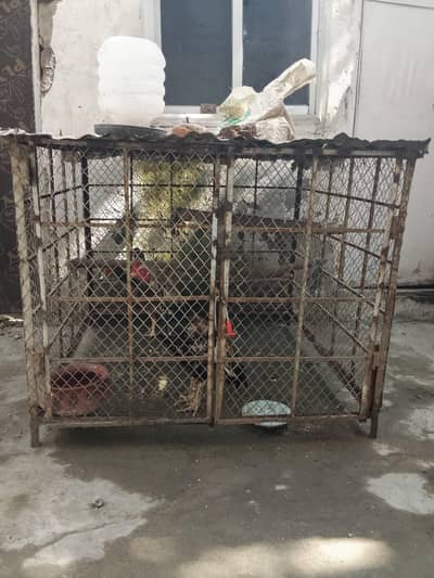 Aseels cage