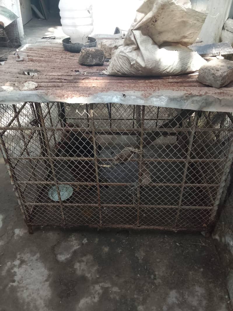 Aseels cage 1