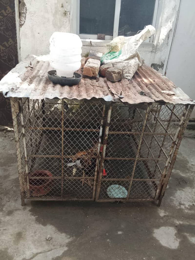 Aseels cage 2