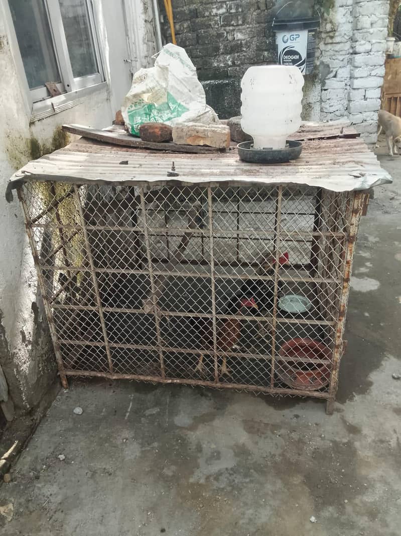 Aseels cage 4