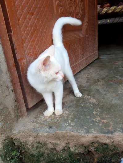 White body , brown eye , ur batain b samjti h
