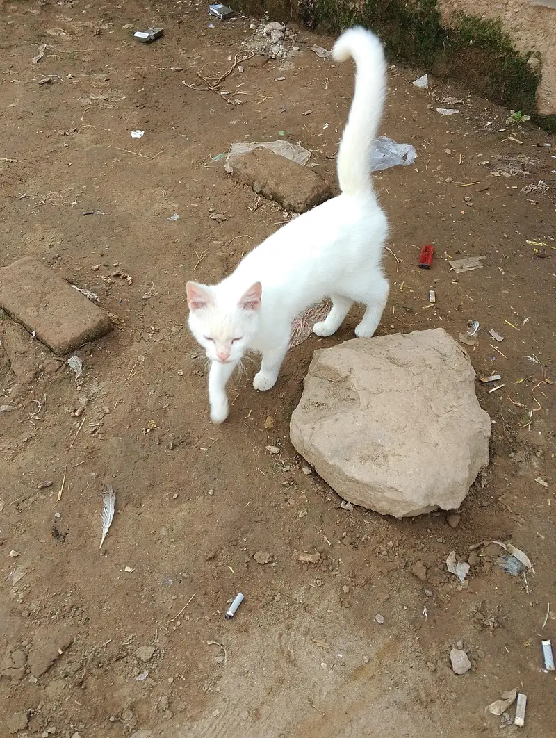 White body , brown eye , ur batain b samjti h — photo 2