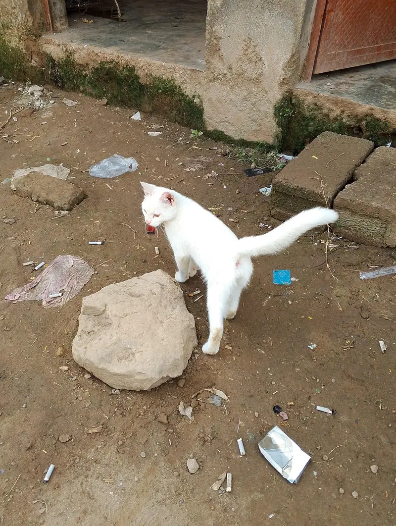 White body , brown eye , ur batain b samjti h — photo 3