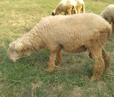 Sultani Mundra for sale. Age 14 month. Gulabi face