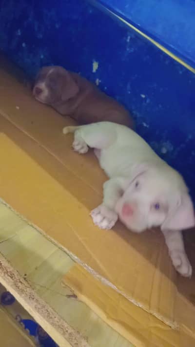 Pitbull puppies for sale