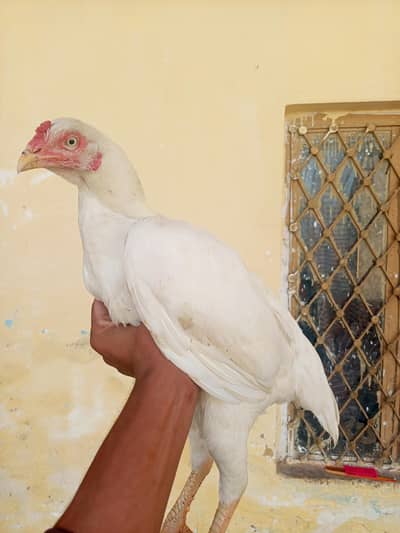 aseel Madi for sale urgent loc WAH CANTT 03125641760