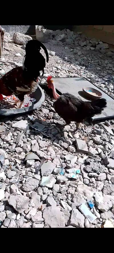 mashallah health or active hen
