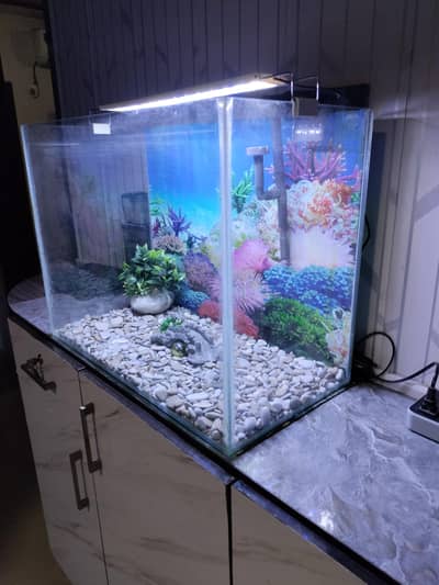 fish aquarium