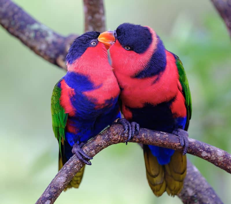 black cap lory breeder pair - Parrots - 1119993255