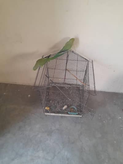 parrot pair all ok