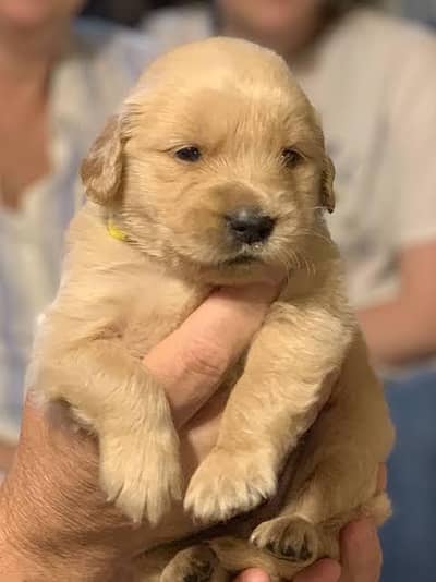 golden retriever puppy for sale in Lahore