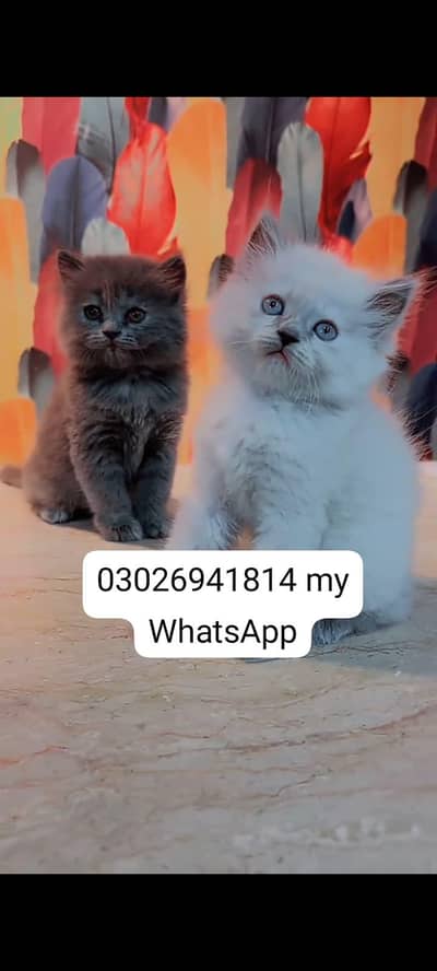 Persian cat for sale male or female waxing clear active