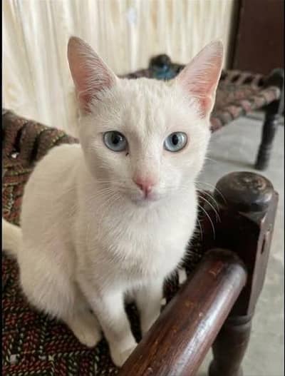 White Cats ( turkish Angora)