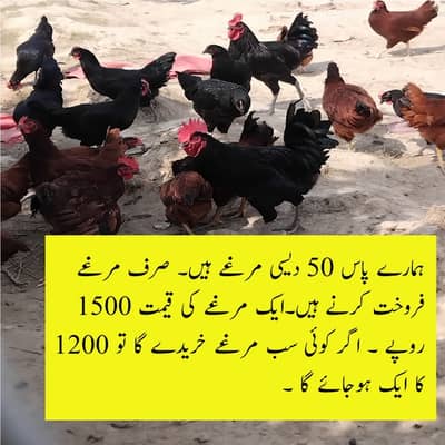 50 Desi murga, cock