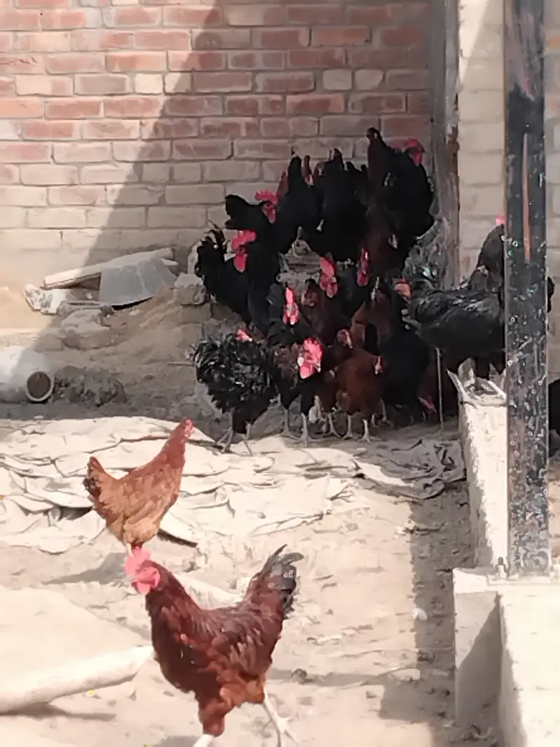 50 Desi murga, cock — photo 2