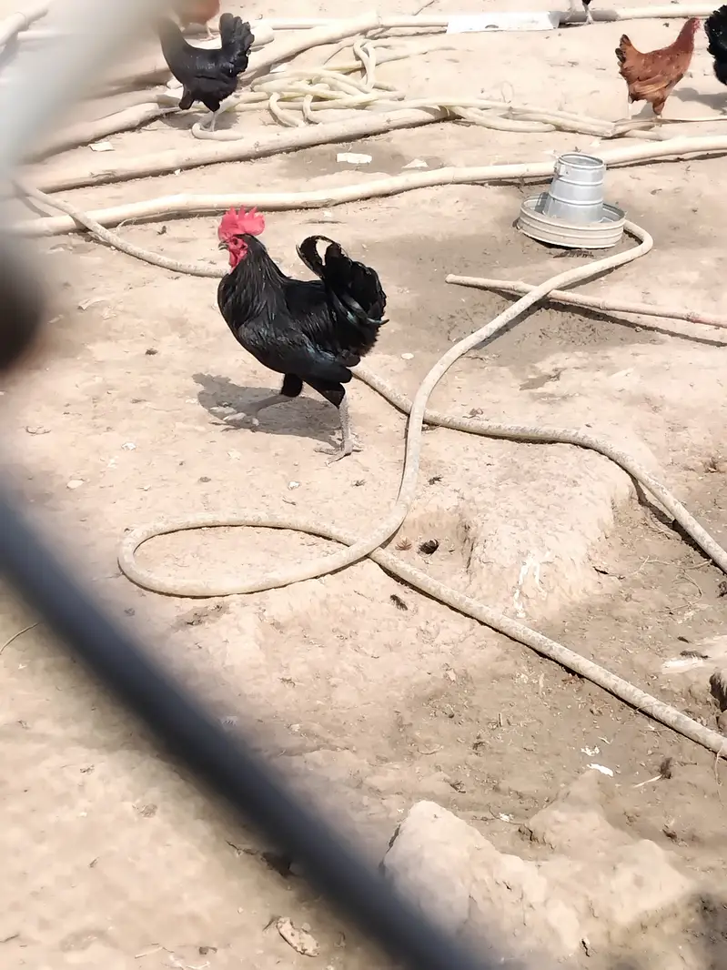 50 Desi murga, cock — photo 3