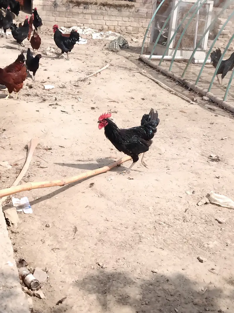 50 Desi murga, cock — photo 4