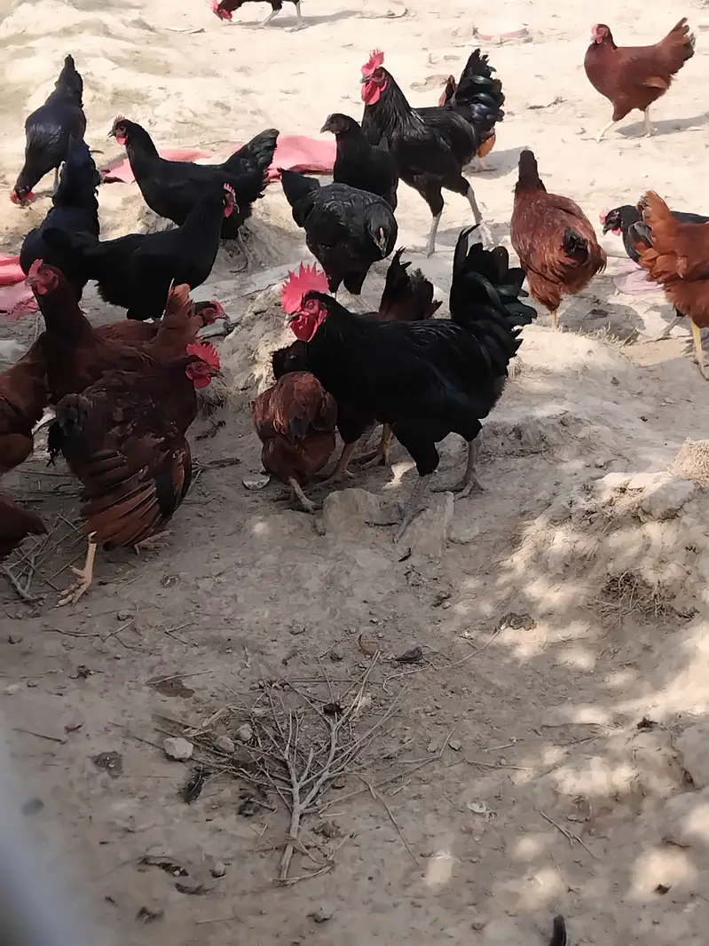 50 Desi murga, cock — photo 5