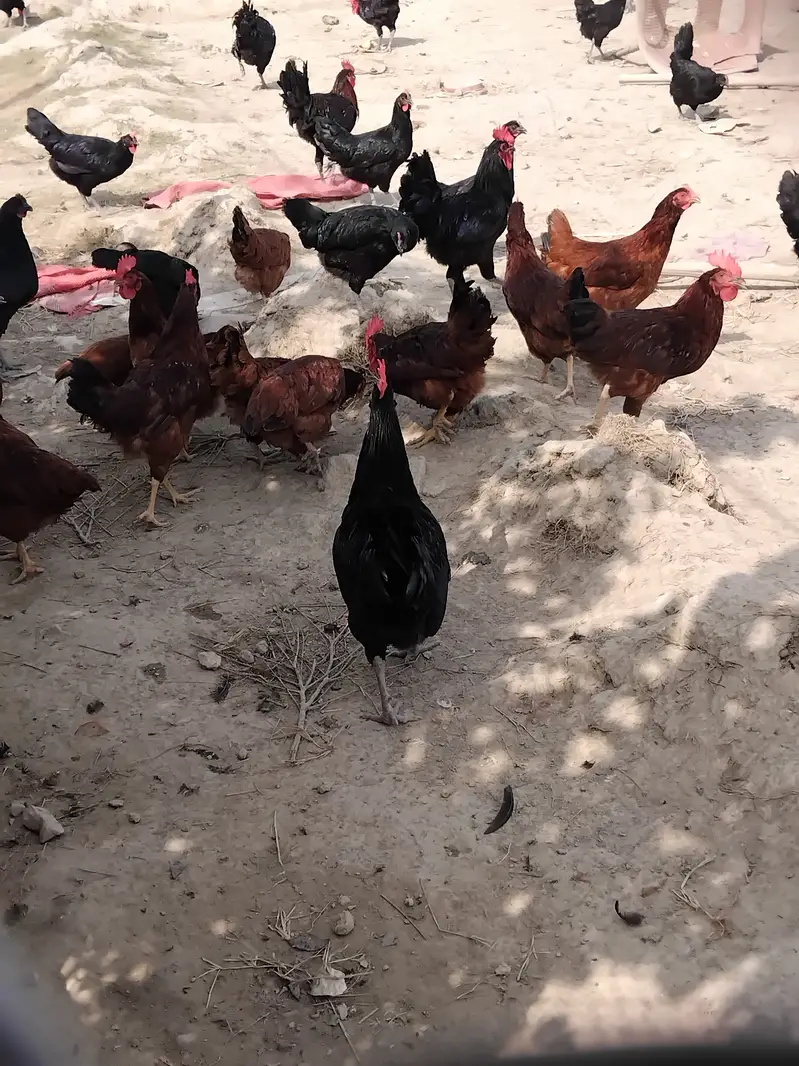 50 Desi murga, cock — photo 6
