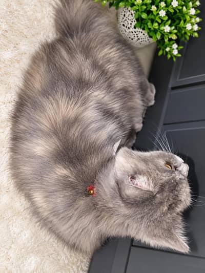 Female persion cat Triple coat