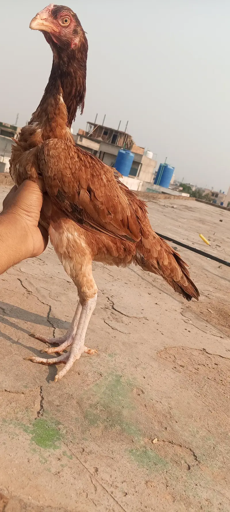 Mianwali Breeder Aseel Egg Laying Female Hen Murgi 03098573144 — photo 8