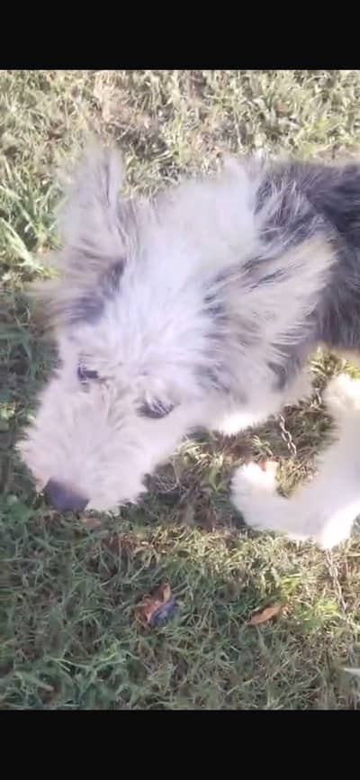 russion female dog